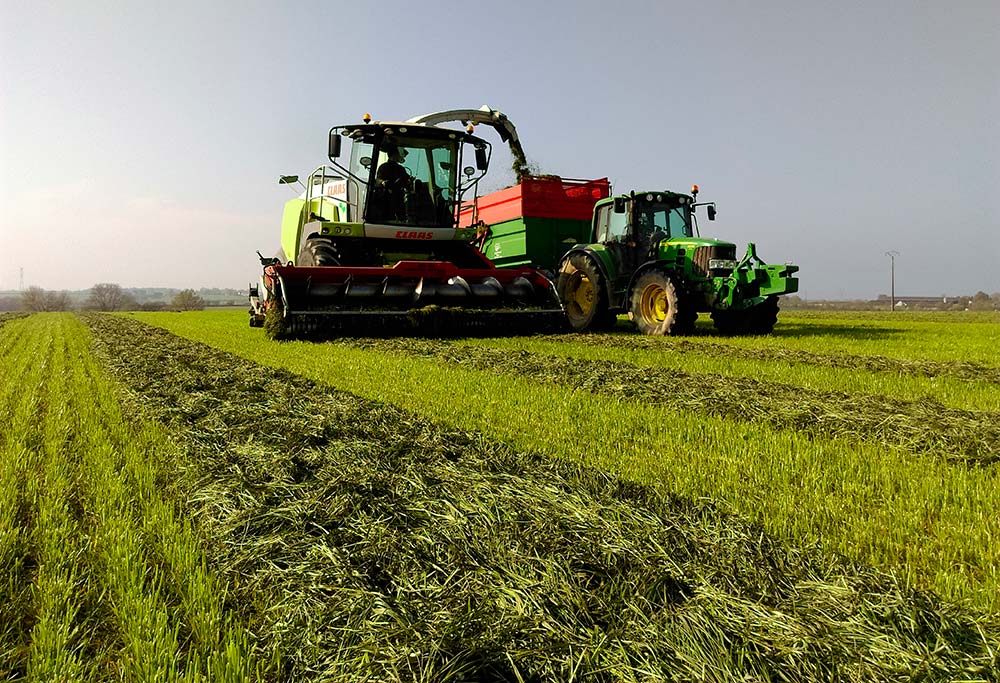 dd8484.hr - Illustration Des ensileuses qui bourrent à cause du taux de sucre de l’herbe