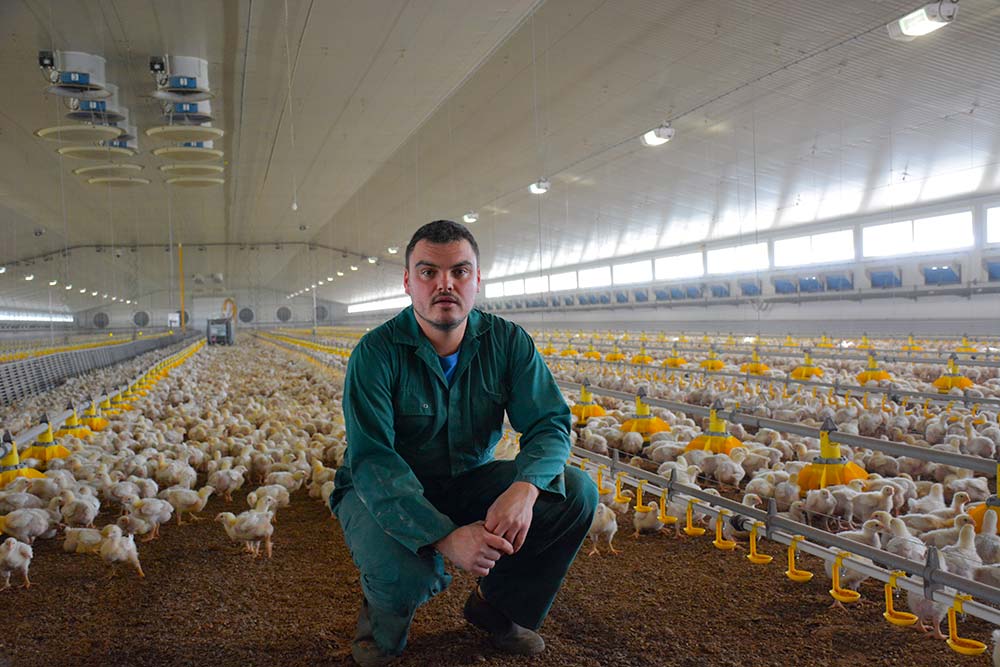 dd8519.hr - Illustration De la tourbe comme litière pour les poulets