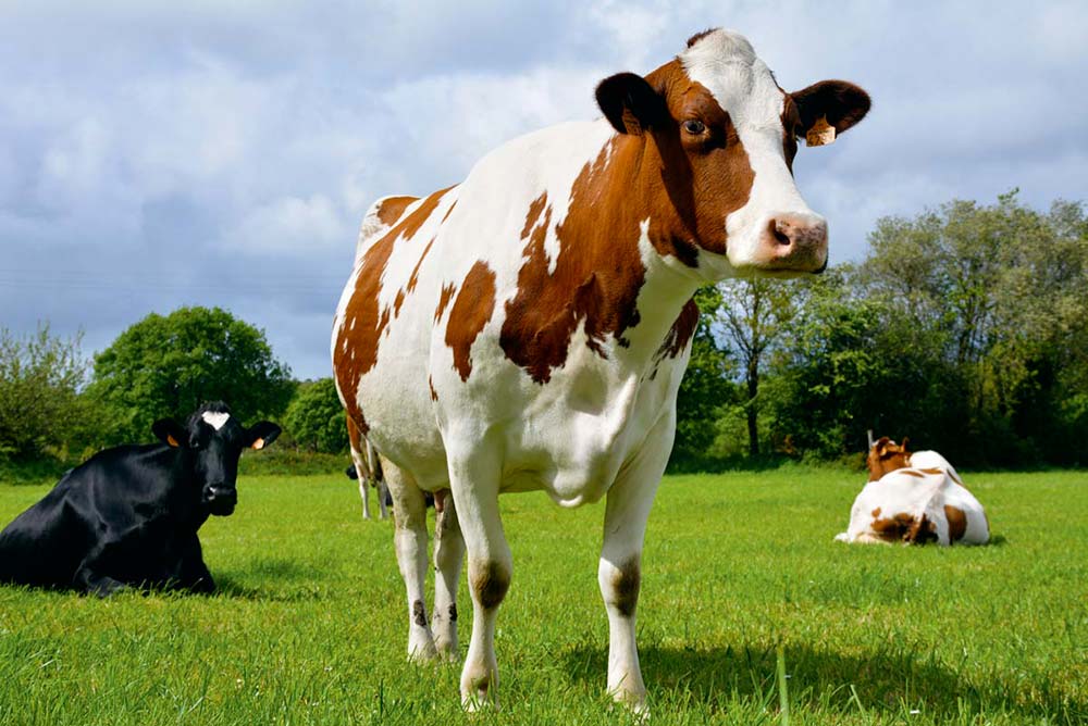 dd8669.hr - Illustration Agriculteurs bio : « Les grands perdants de la prochaine Pac »