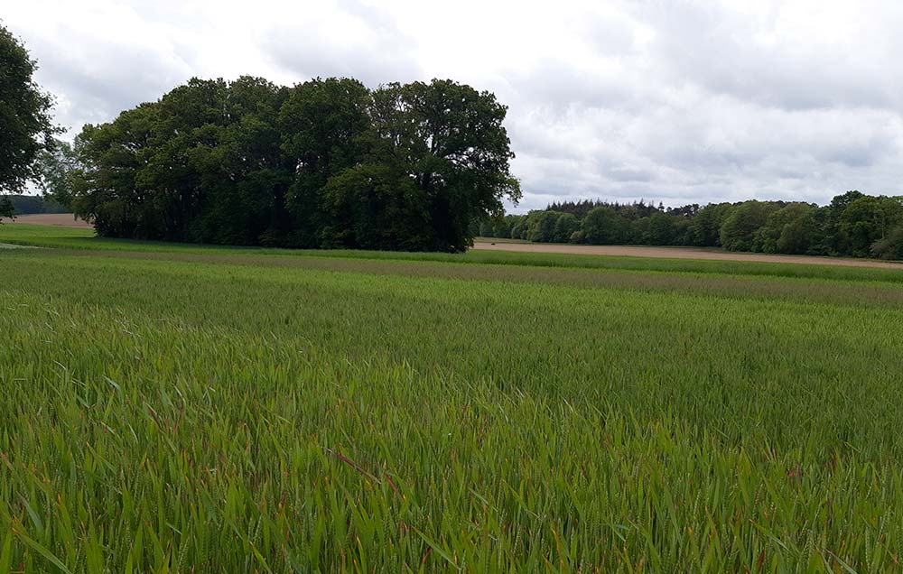 dd8621.hr - Illustration Céréales Bio : Construire la filière, de la semence au pain 