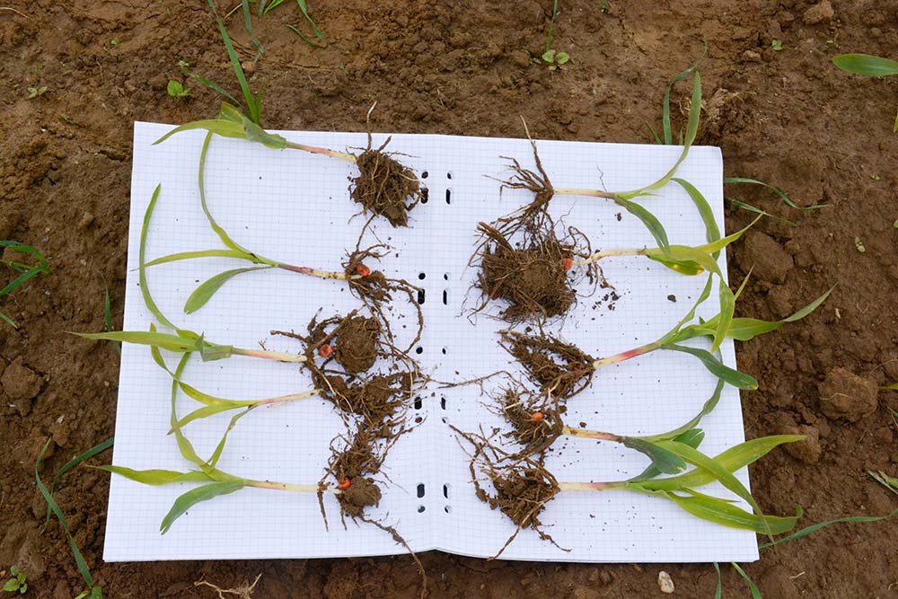 dd8643.hr - Illustration Plante appât et biostimulant pour viser un meilleur rendement