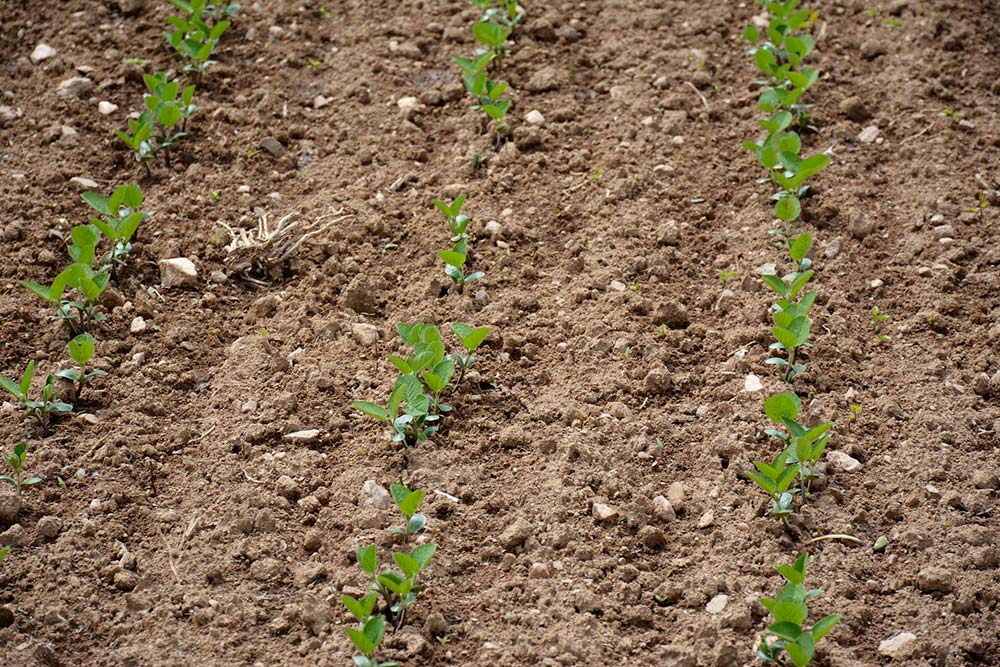 dd8802.hr - Illustration Une date de semis déterminante pour le soja