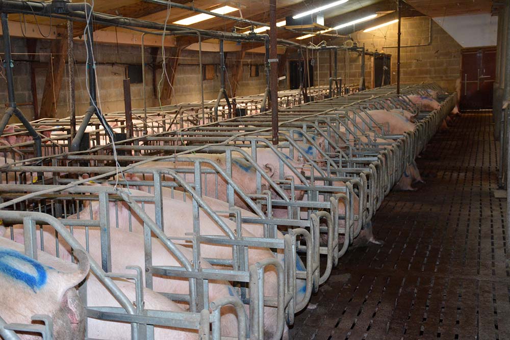 dd8845.hr - Illustration Vers la fin des cages ?