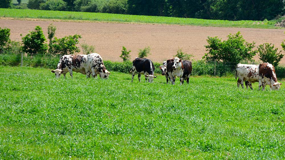 dd8875.hr - Illustration Marchés du lait et de la viande bovine : Le pari européen de l’environnement