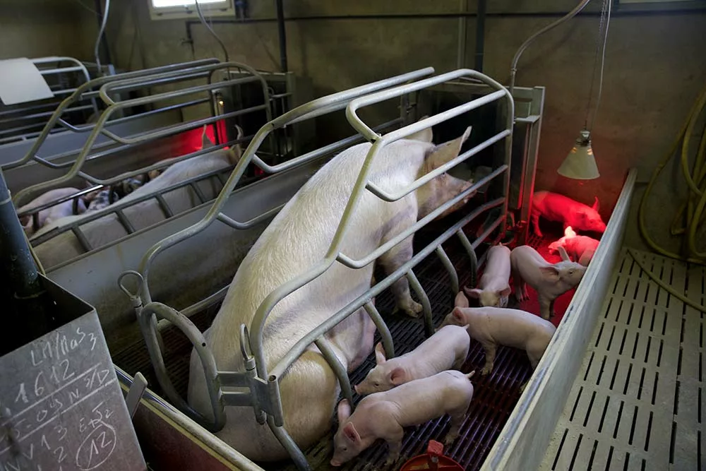 earlbouexiere porc truie maternité - Illustration Lampes en maternité, une hauteur par portée