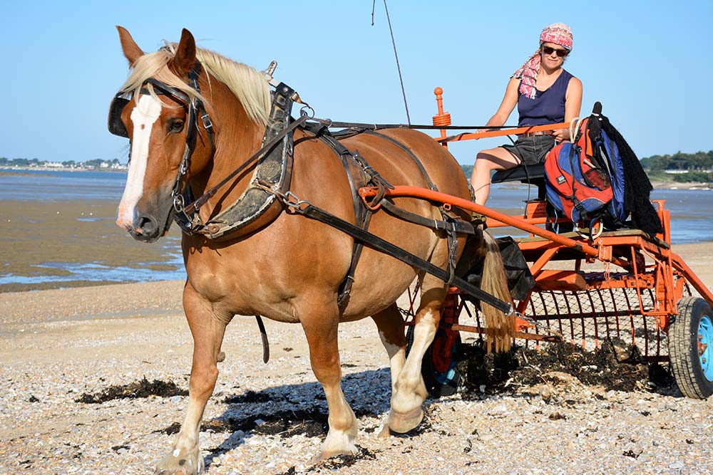 9427.hr - Illustration À cheval sur la propreté