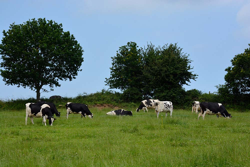 a9254.hr - Illustration Un tiers d’herbe en plus en zone séchante
