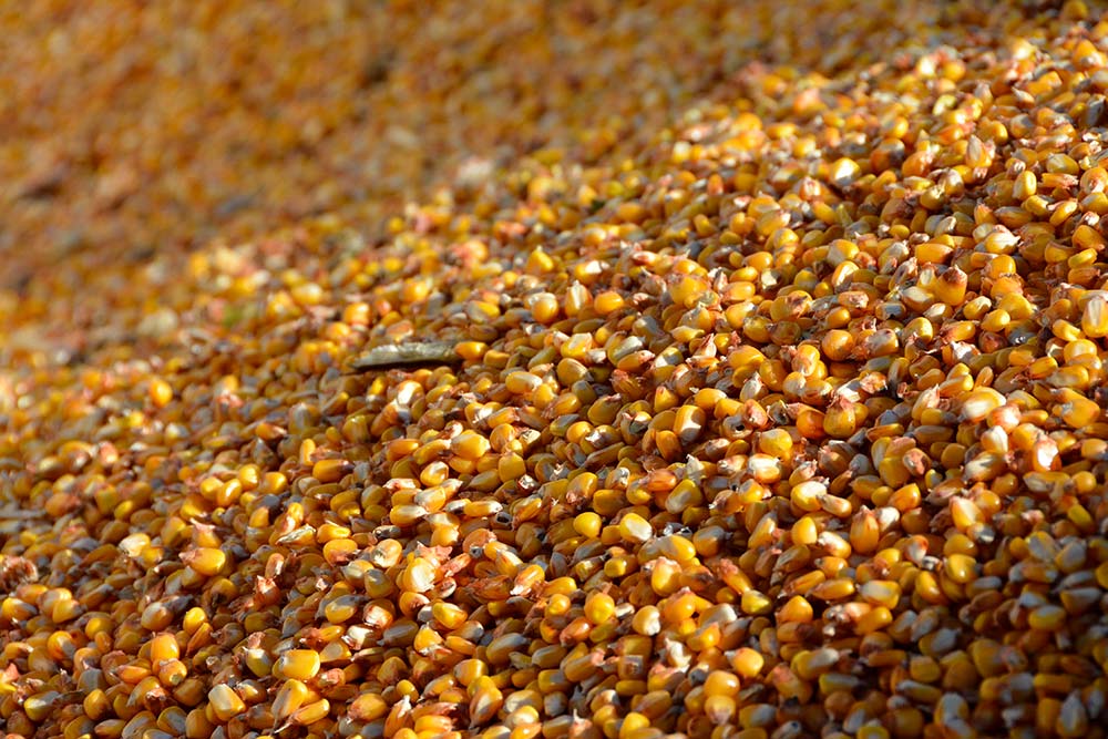 f9276.hr - Illustration Plus de blé consommé à l’automne ?