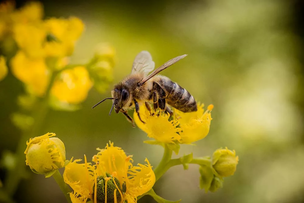 8994.hr - Illustration Un projet national pour mesurer l&rsquo;effet des produits phytosanitaires sur les abeilles