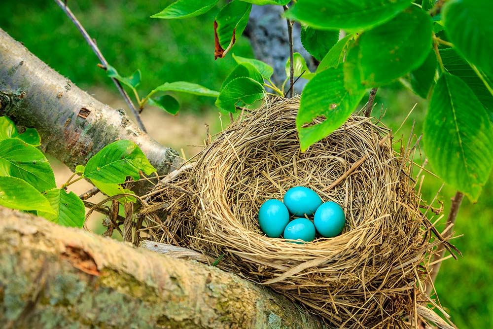 9250.hr - Illustration Fortunes diverses pour les passereaux