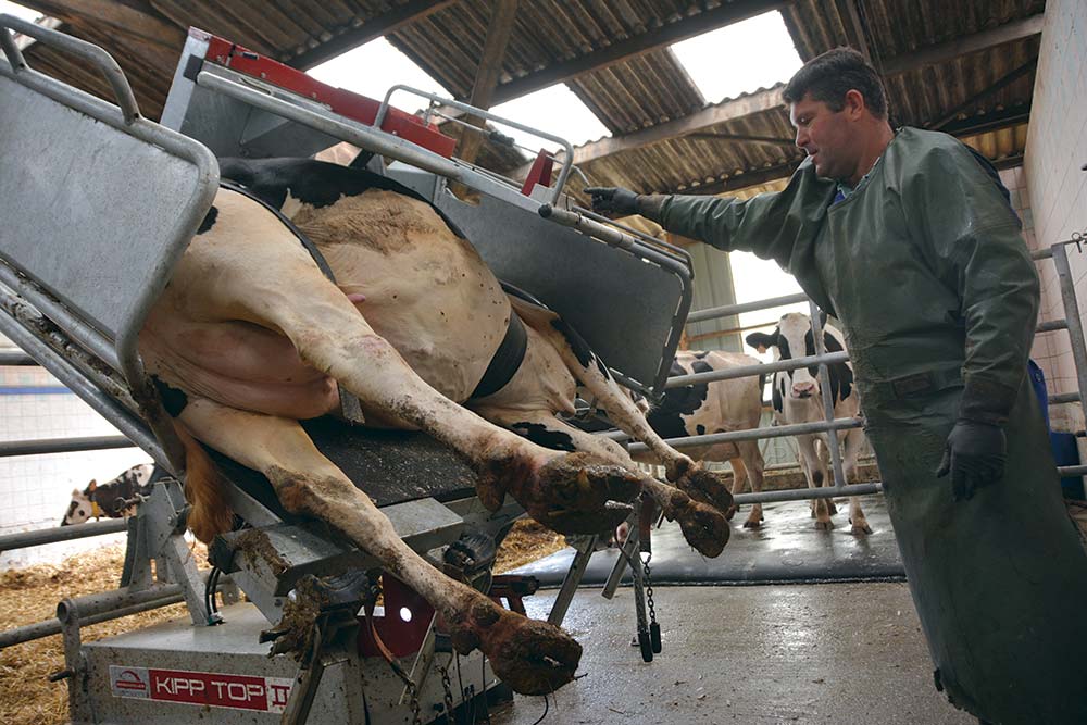 9446.hr - Illustration Toutes les semaines, les vaches basculent
