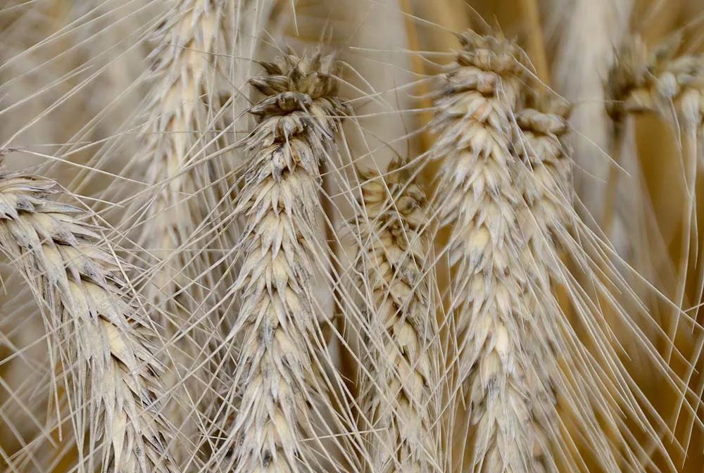 9588.hr - Illustration Triticale : Des nouveautés qui confirment leur potentiel