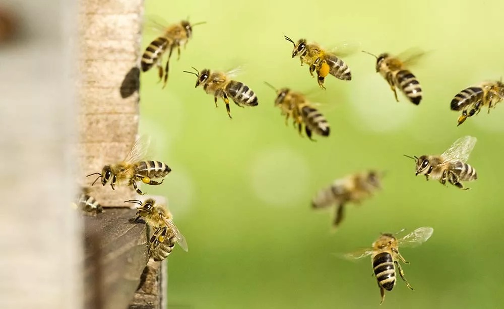 adobestock 258715619 - Illustration Apiculture : Retour sur deux ans d&rsquo;expérimentation