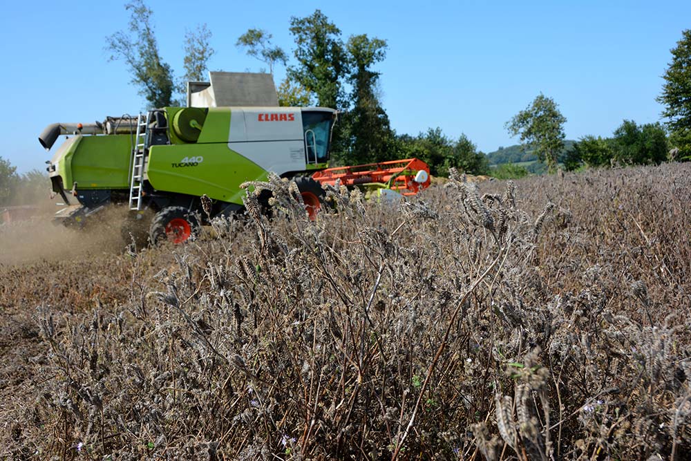 b9599.hr - Illustration Phacélie : Récolte délicate des graines de couverts