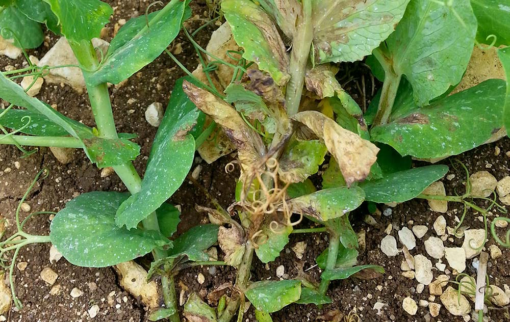 b9801.hr - Illustration Bactériose du pois, existe-t-il des différences de comportement variétal ?
