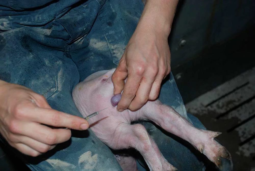 dd9712.hr - Illustration Un protocole de castration très lourd
