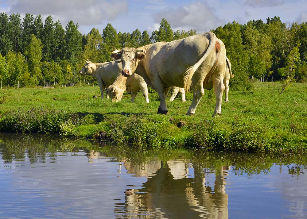 9907.hr - Illustration « Un triste sort guette l’agriculture »