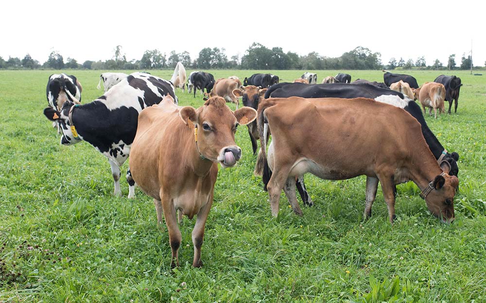 9967.hr - Illustration De nouvelles vaches dans un nouveau système