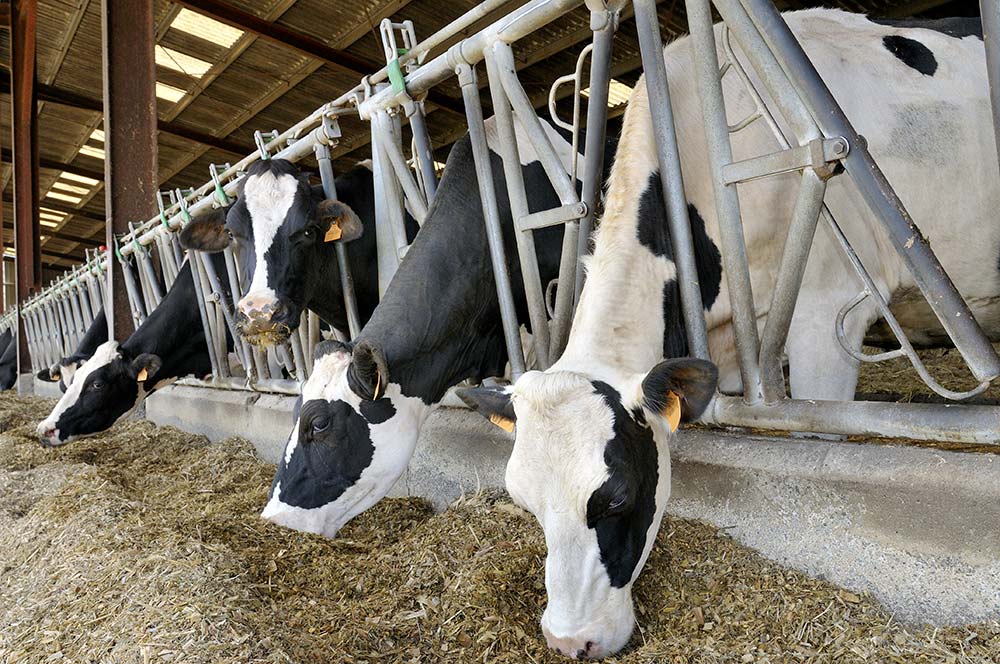 9970.hr - Illustration Lait : Des revenus en baisse au 1er semestre 2021