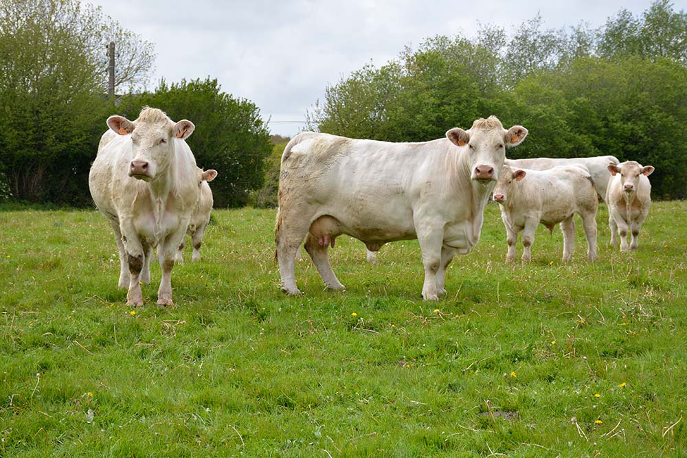 9992.hr - Illustration Moins d’aides attendues en viande