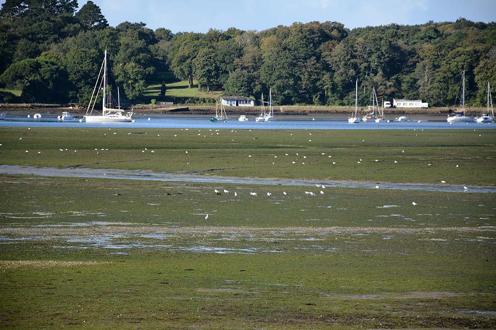a9890.hr - Illustration Les vasières verdissent sur le littoral