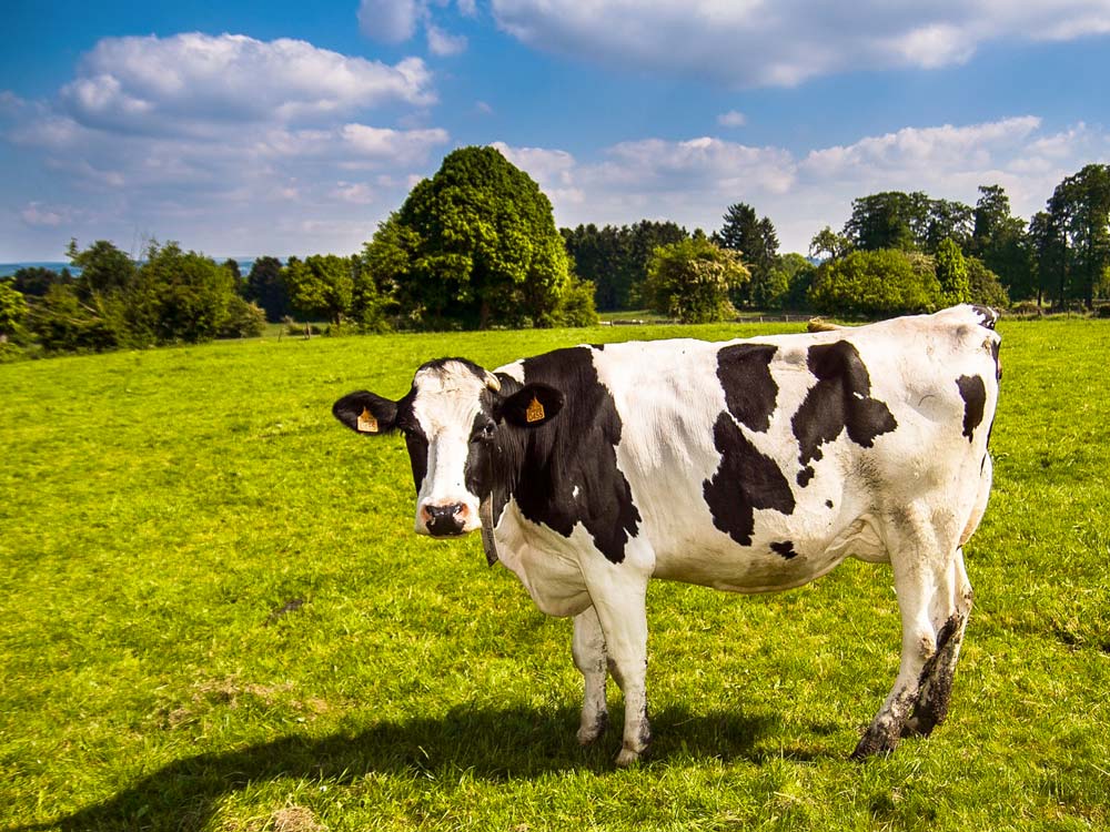 conso vaches breve - Illustration Les vaches ne mangent pas dans l’assiette des humains