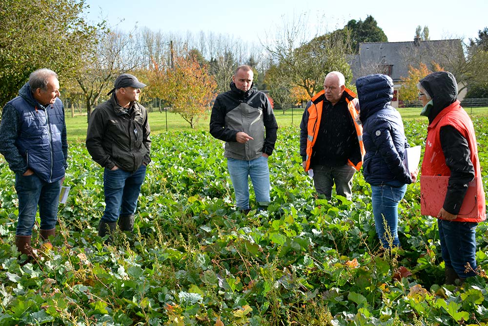 10206.hr - Illustration Les essais sur le colza débouchent sur des préconisations