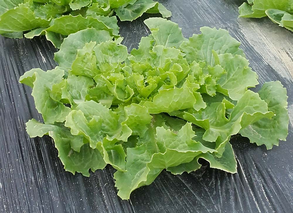 10262.hr - Illustration Salade : Le paillage réduit les pertes à la récolte