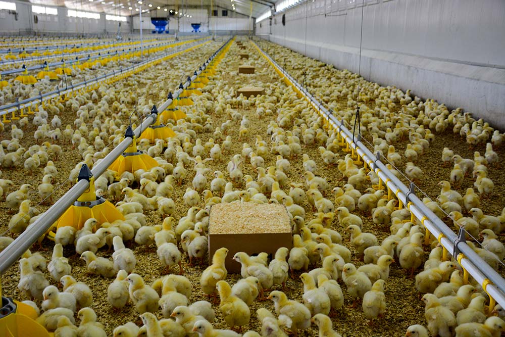 10289.hr - Illustration Les anti-élevage ne sévissent pas qu’en France