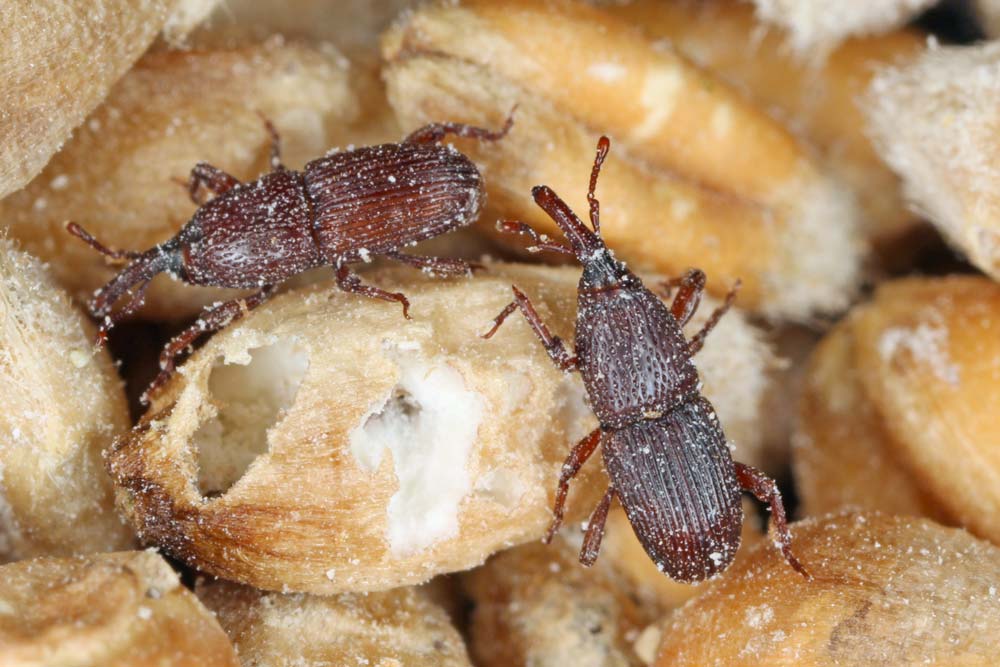 genome charancon breve - Illustration Lutter contre le charançon des céréales grâce à la connaissance de son génome