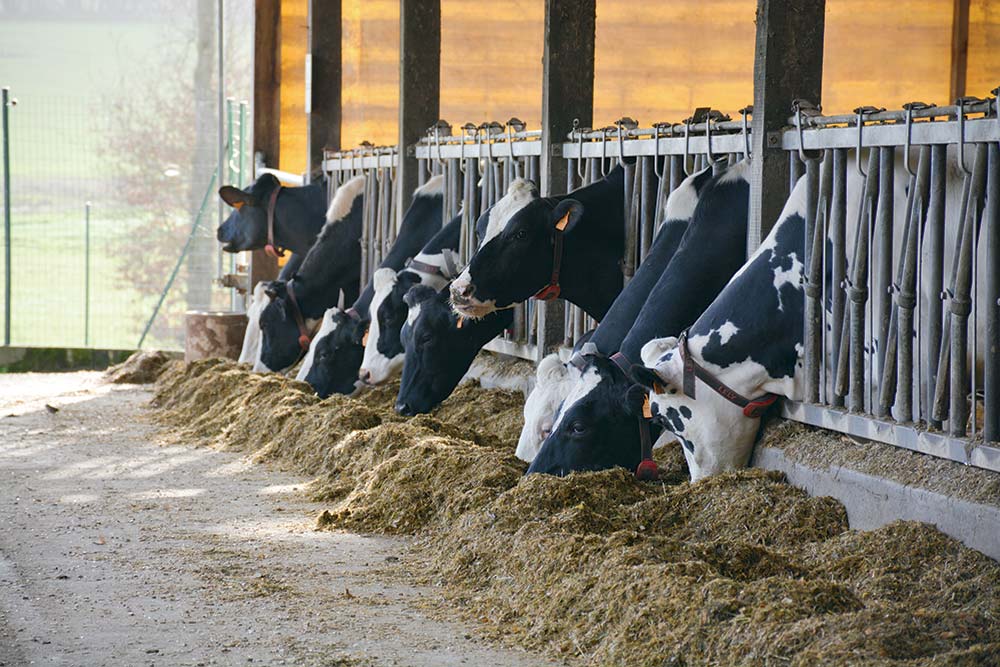 10168.hr - Illustration Plutôt aller vers une efficience alimentaire « durable »