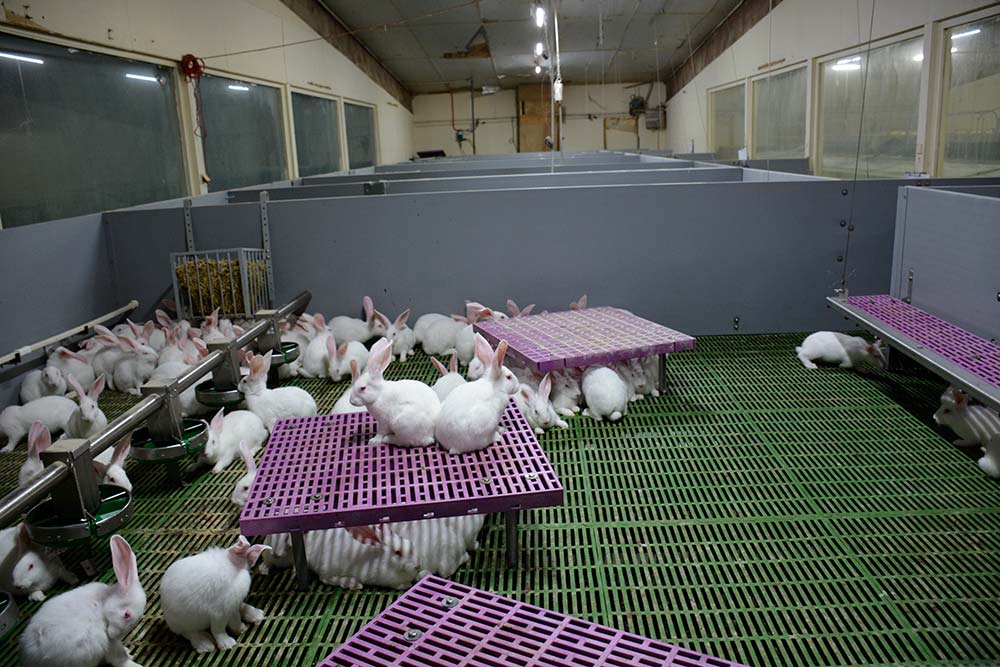 10483.hr - Illustration Bien-être : L’après cage est amorcée en lapin