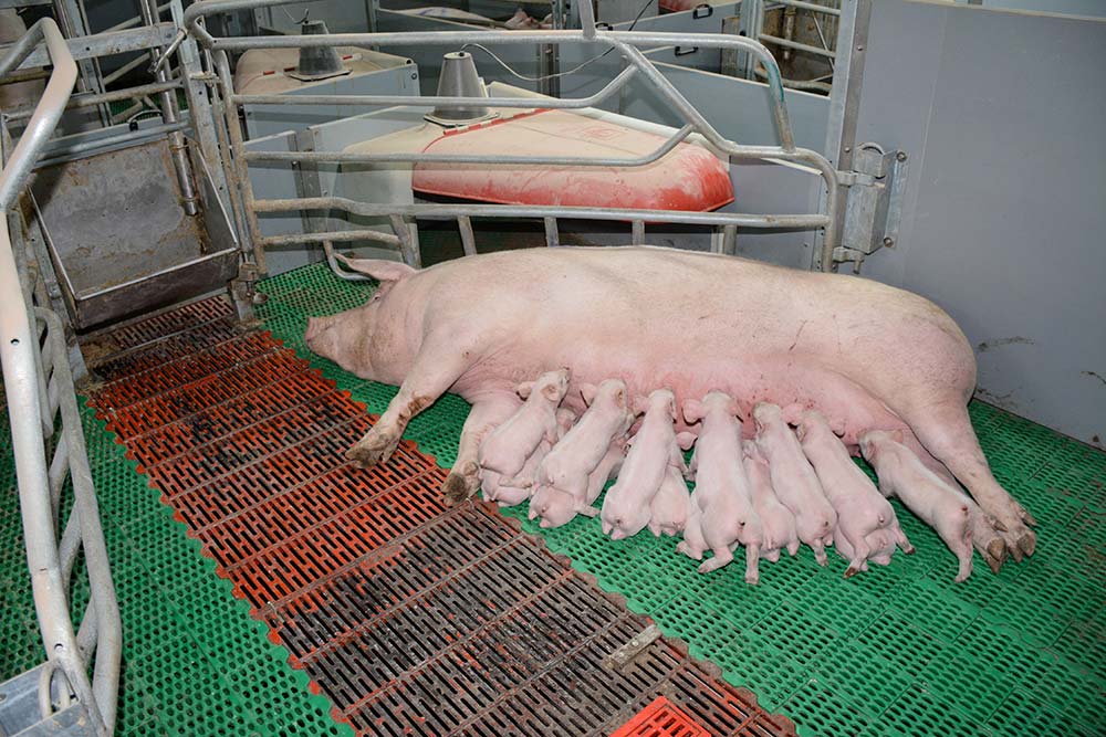 10511.hr - Illustration La fin des truies bloquées en maternité : quel impact économique ?