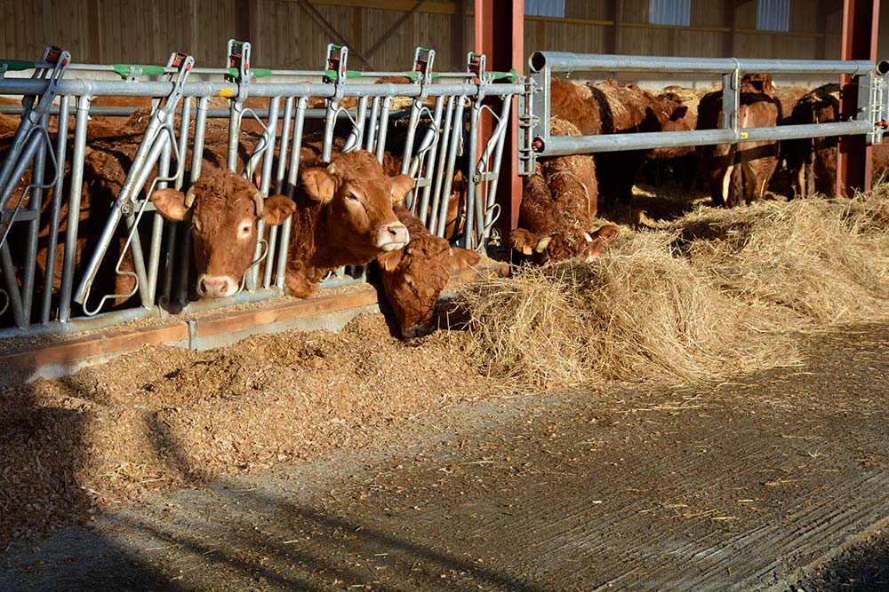 10624.hr - Illustration La contractualisation en bovins viande interroge