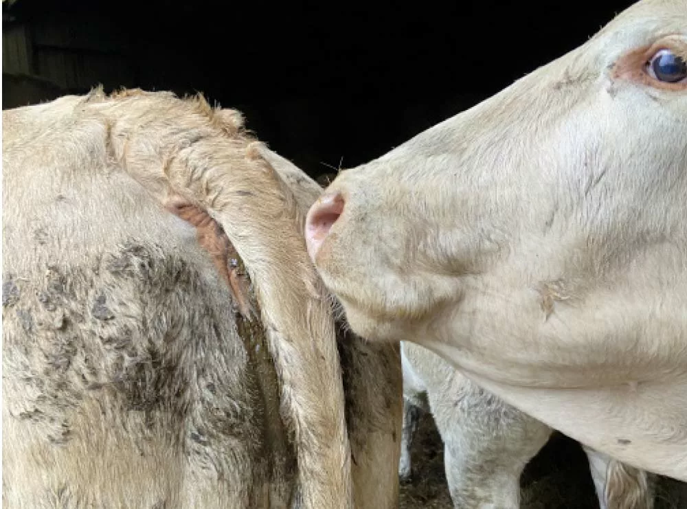 sans titre 1 - Illustration Grippe bovine