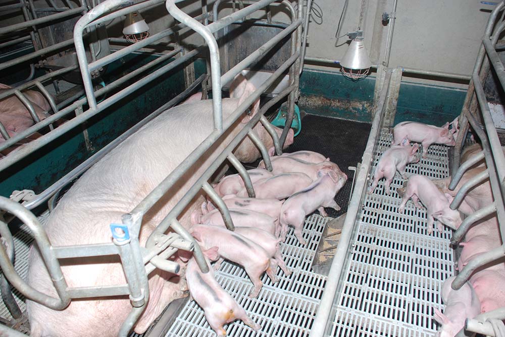 10769.hr - Illustration Les producteurs s’enfoncent dans une nouvelle crise