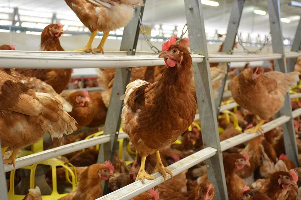 10887.hr - Illustration Les producteurs d’œufs au bord du gouffre 