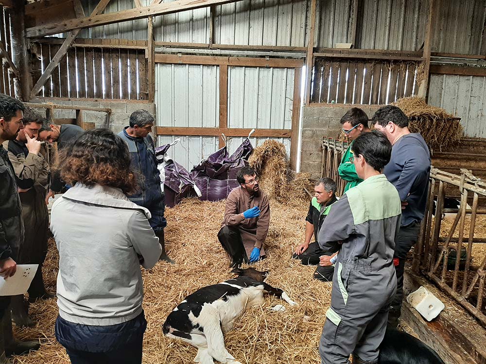 2109 formation veto signe de vache2 - Illustration Et si l’écornage n’était plus une corvée