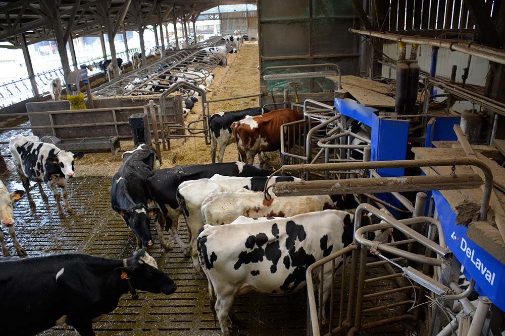 11603.hr - Illustration Le passage en bio a accéléré le développement du pâturage