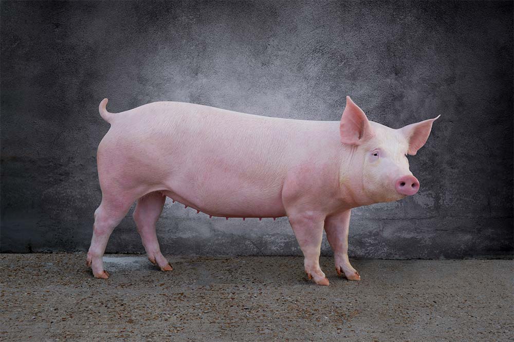 11719.hr - Illustration Une nouvelle truie française sur le marché
