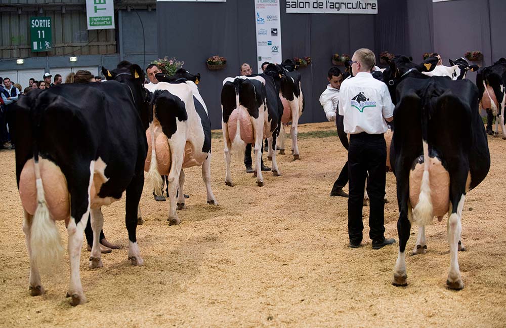 11823.hr - Illustration Inscriptions lancées pour le Régional Prim’Holstein de Saint-Brieuc