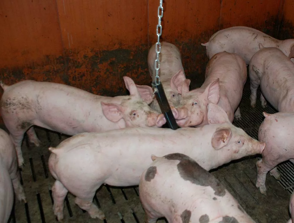 11847.hr - Illustration L’aides à la trésorerie basée sur le nombre d’animaux détenus
