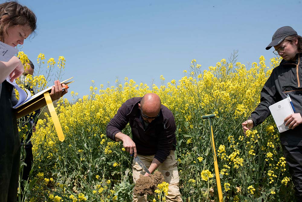 Des agronomes étudiant le sol d'un champ de colza. - Illustration Un tour de plaine pour se former en Baie de Saint-Brieuc