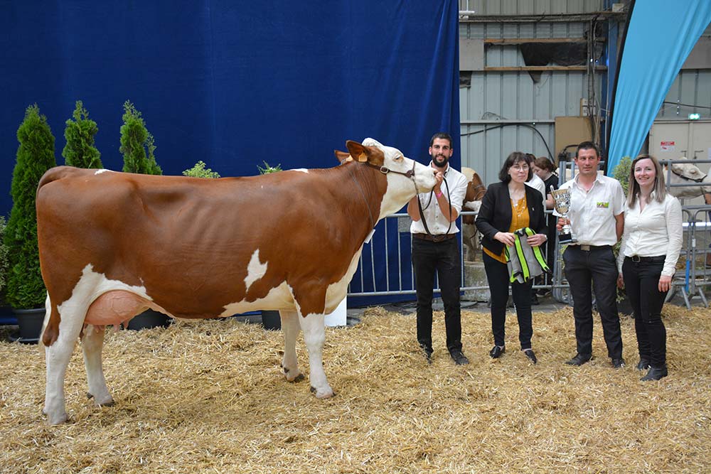 12287.hr - Illustration Concours bovins Saint-Brieuc 2022
