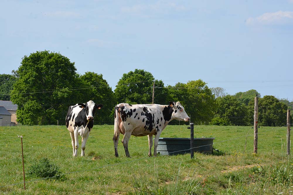 12293.hr - Illustration « Un plan d’urgence pour le lait bio »