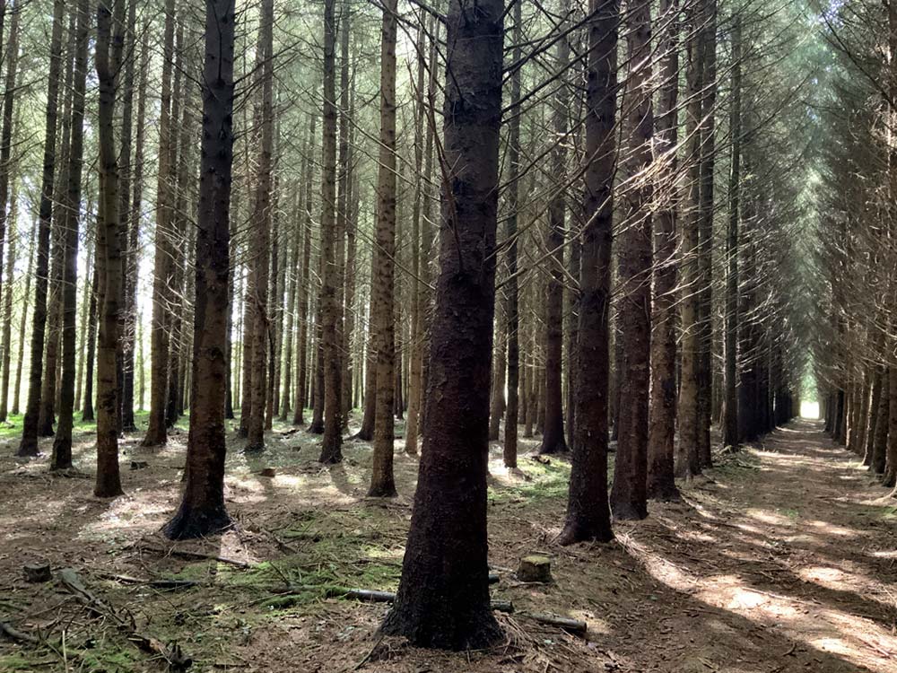 12380.hr - Illustration Défendre la forêt de production