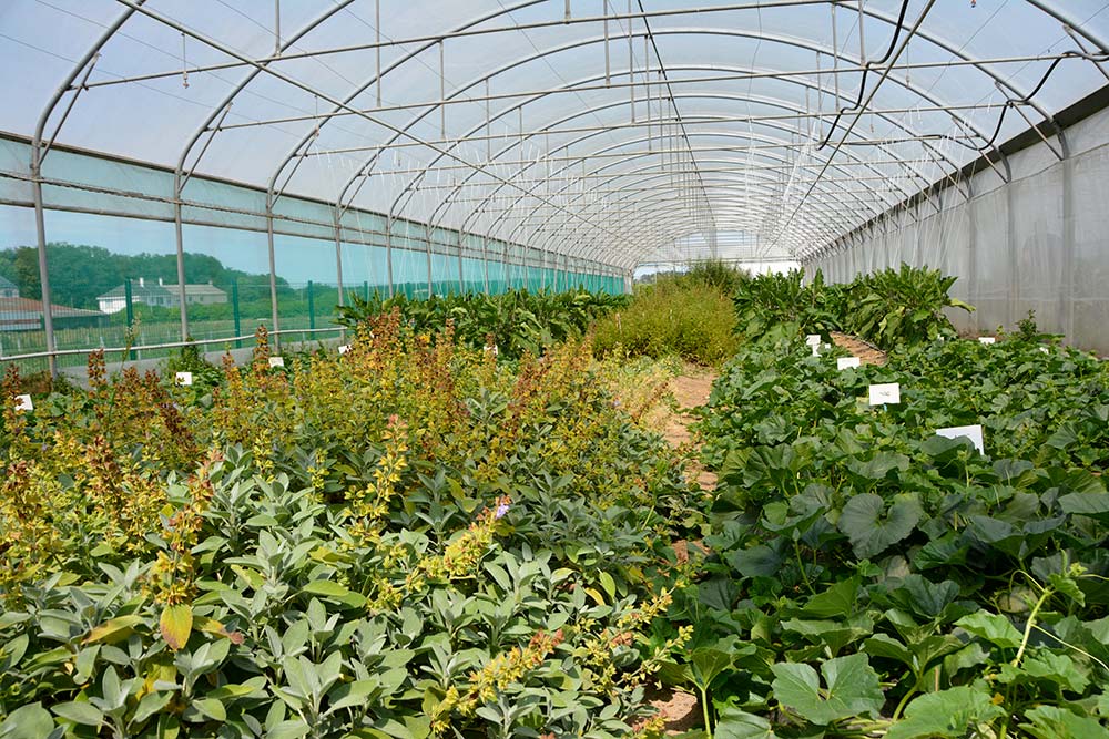12672.hr - Illustration Les plantes-banques épargnent les cultures