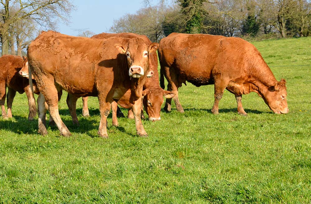  - Illustration Les 72 h du National limousin au Mans