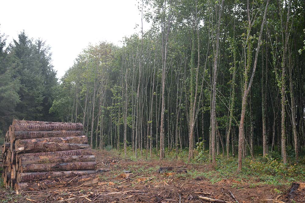  - Illustration La forêt, une pompe à carbone