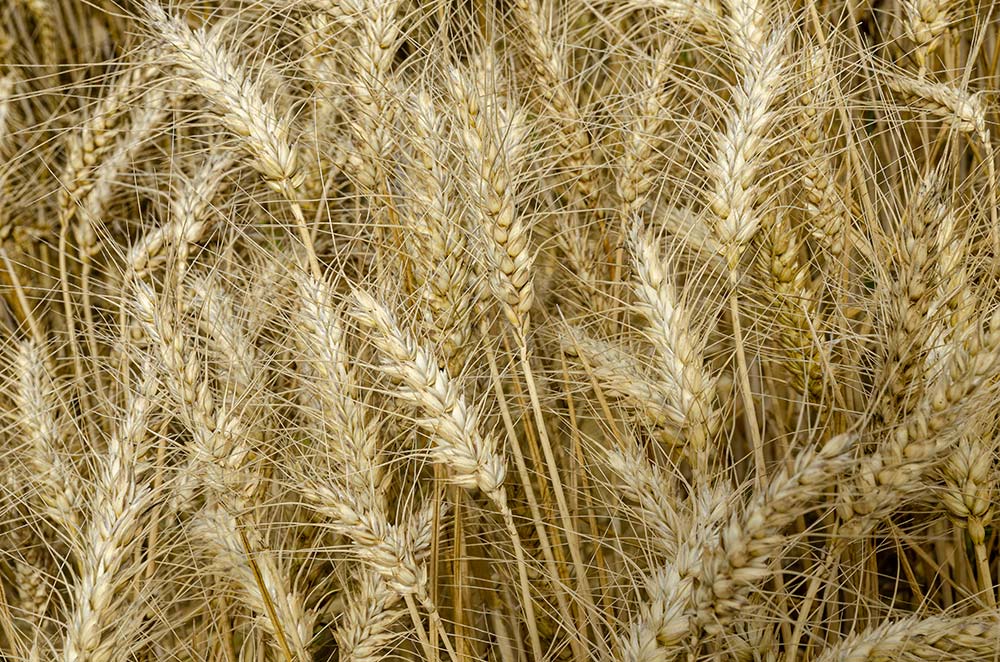  - Illustration Blé tendre : Nuisibilité pluriannuelle des maladies